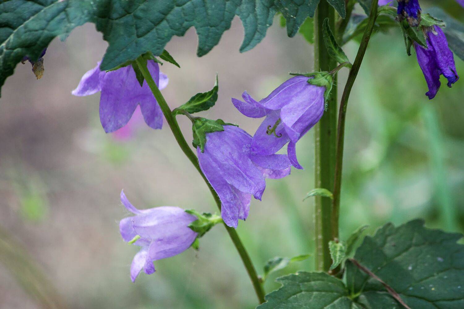 колокольчики, КарОл