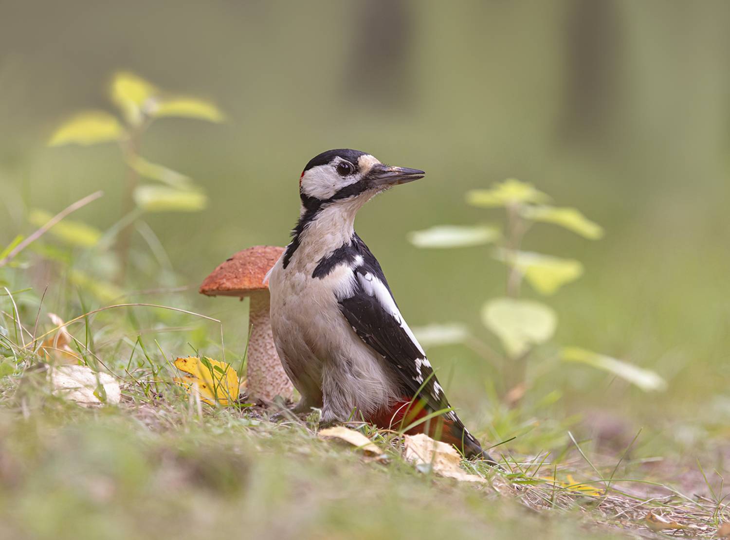 птицы,природа, осень, Андрей Киселёв