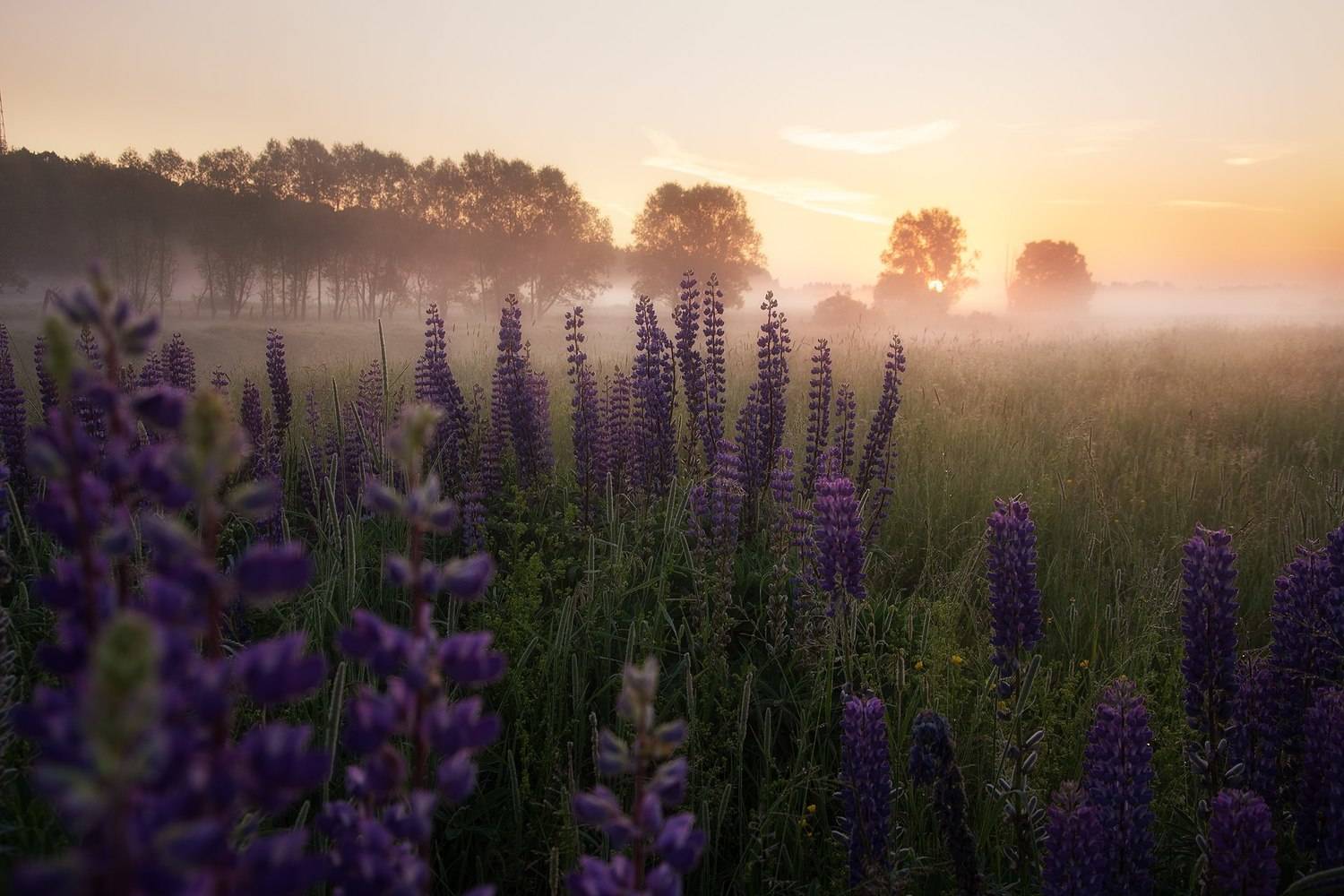 лето, рассвет, люпины, Чавыкина Анастасия