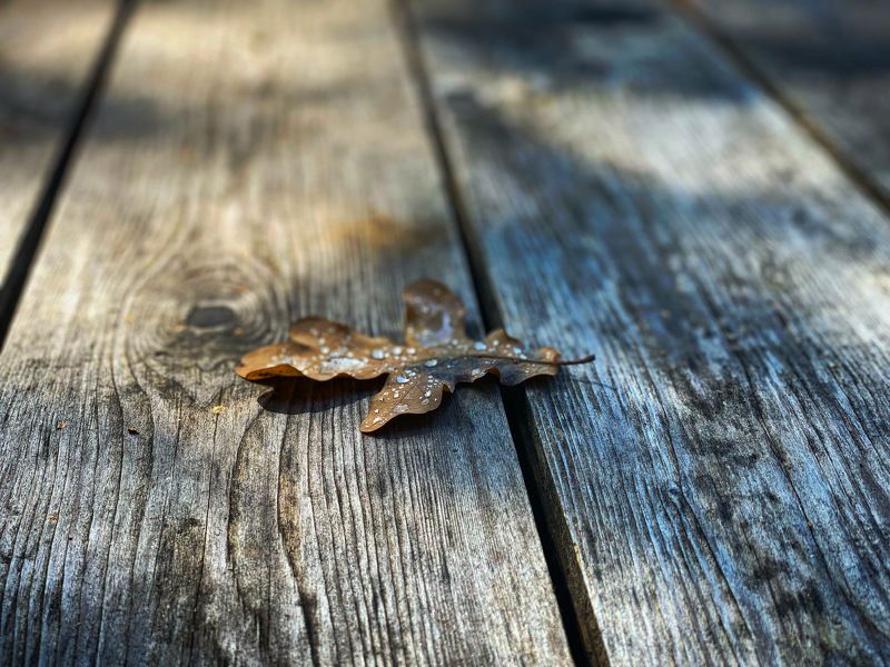 осень, лист, капли, дерево * * * фото превью