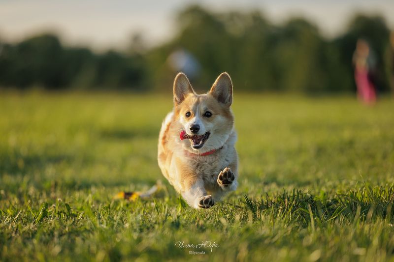 Курсинг фото превью