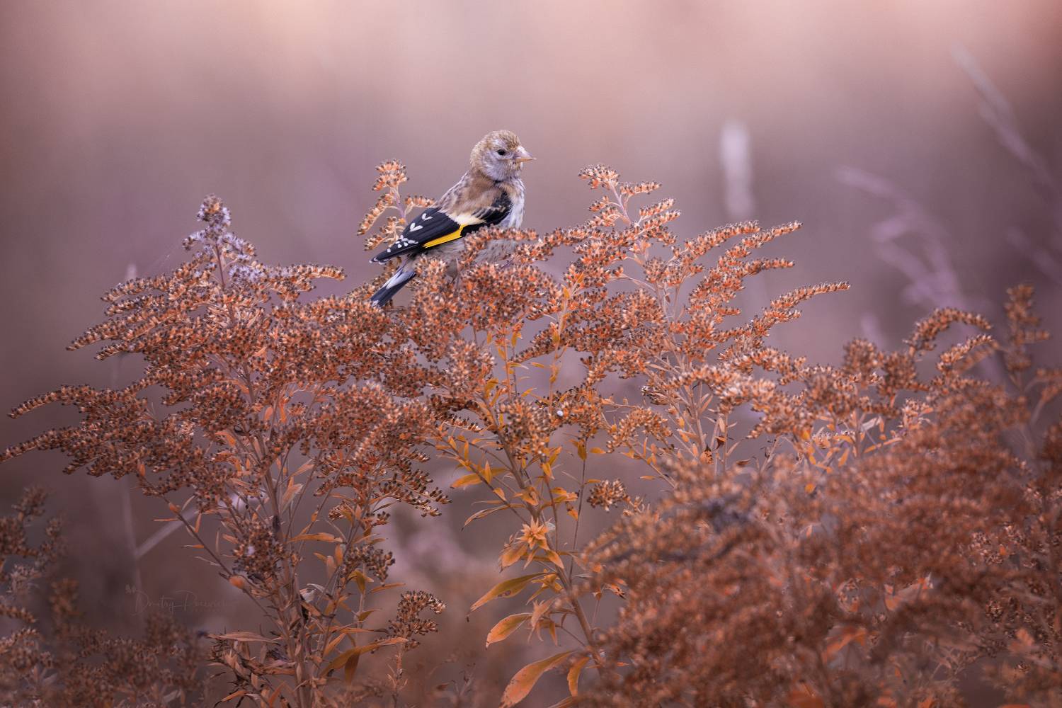 природа, лес, поля, огороды, животные, птицы, макро, Посевич Дмитрий