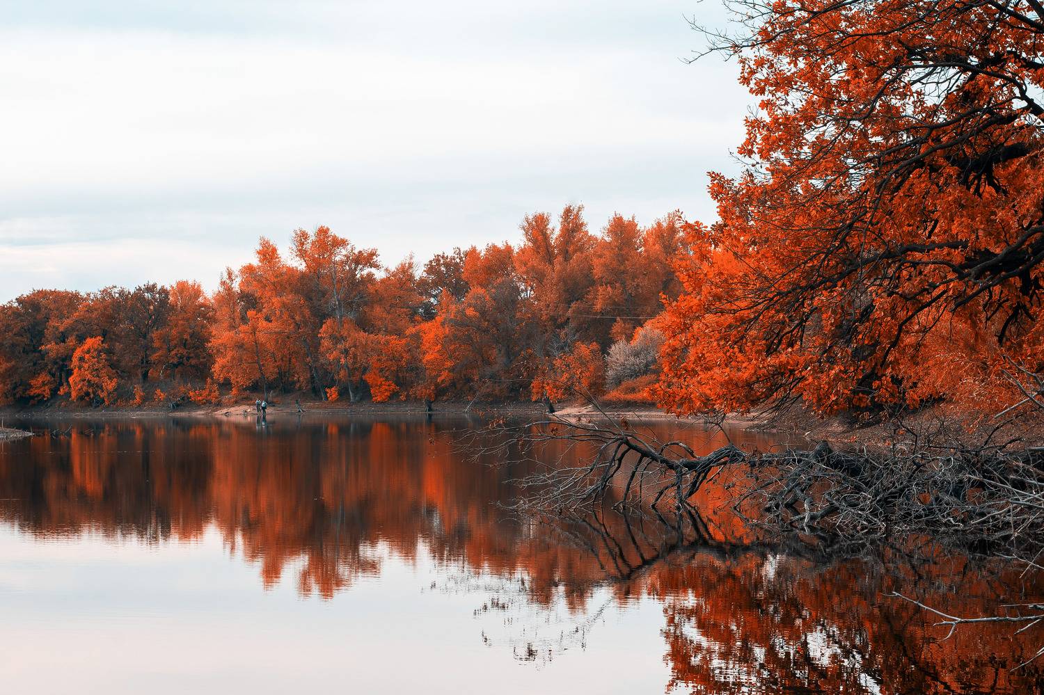 russia, wildlife, volgograd, autumn, , Сторчилов Павел