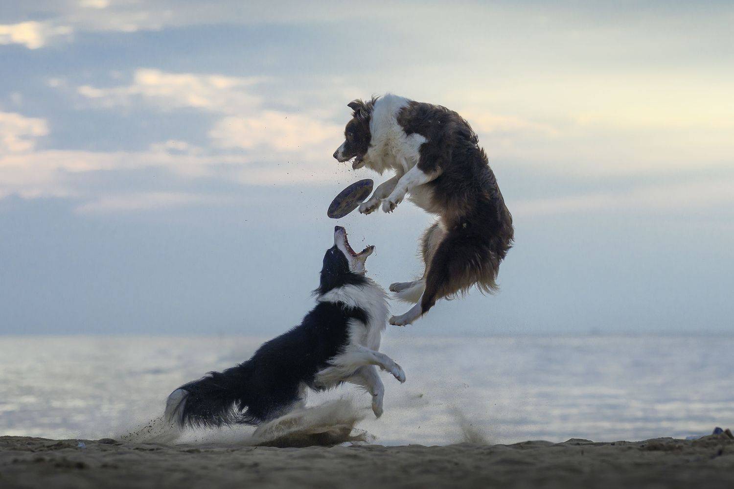 狗 萌宠 宠物 dog pet, 宠物摄影师狗哥