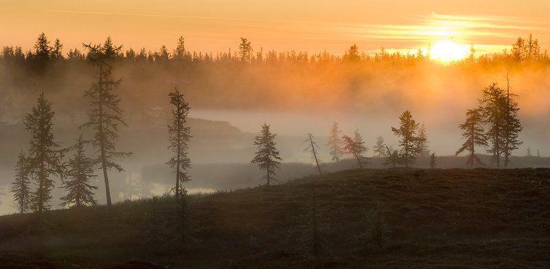 север, природа, туман, утро , пейзаж, Утро туманное фото превью