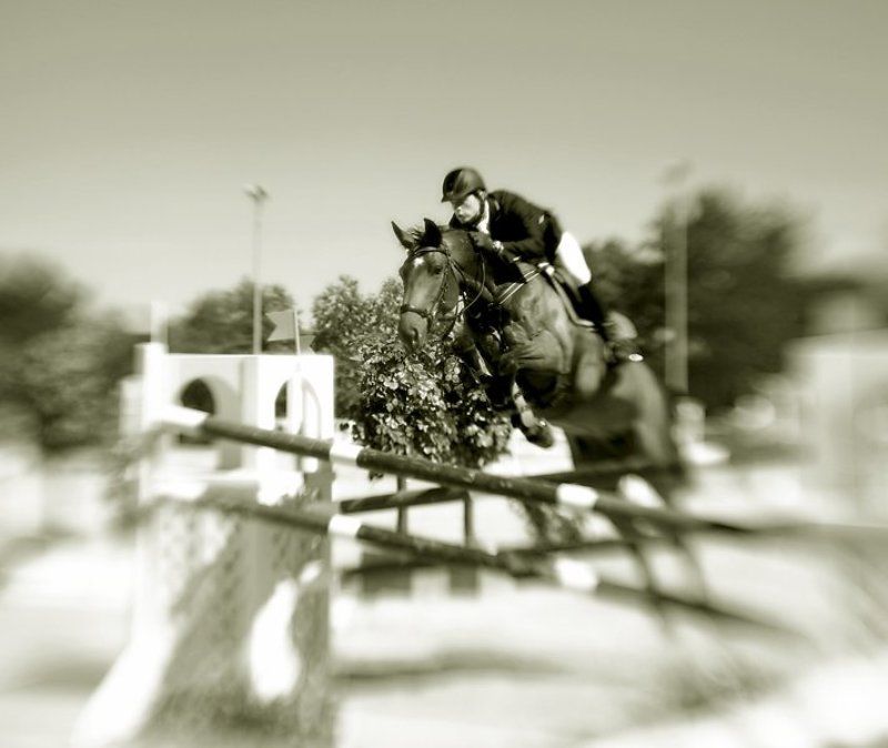 ленс бэби и конкур2 фото превью