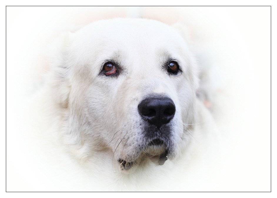 алабай, Lilia Tkachenko