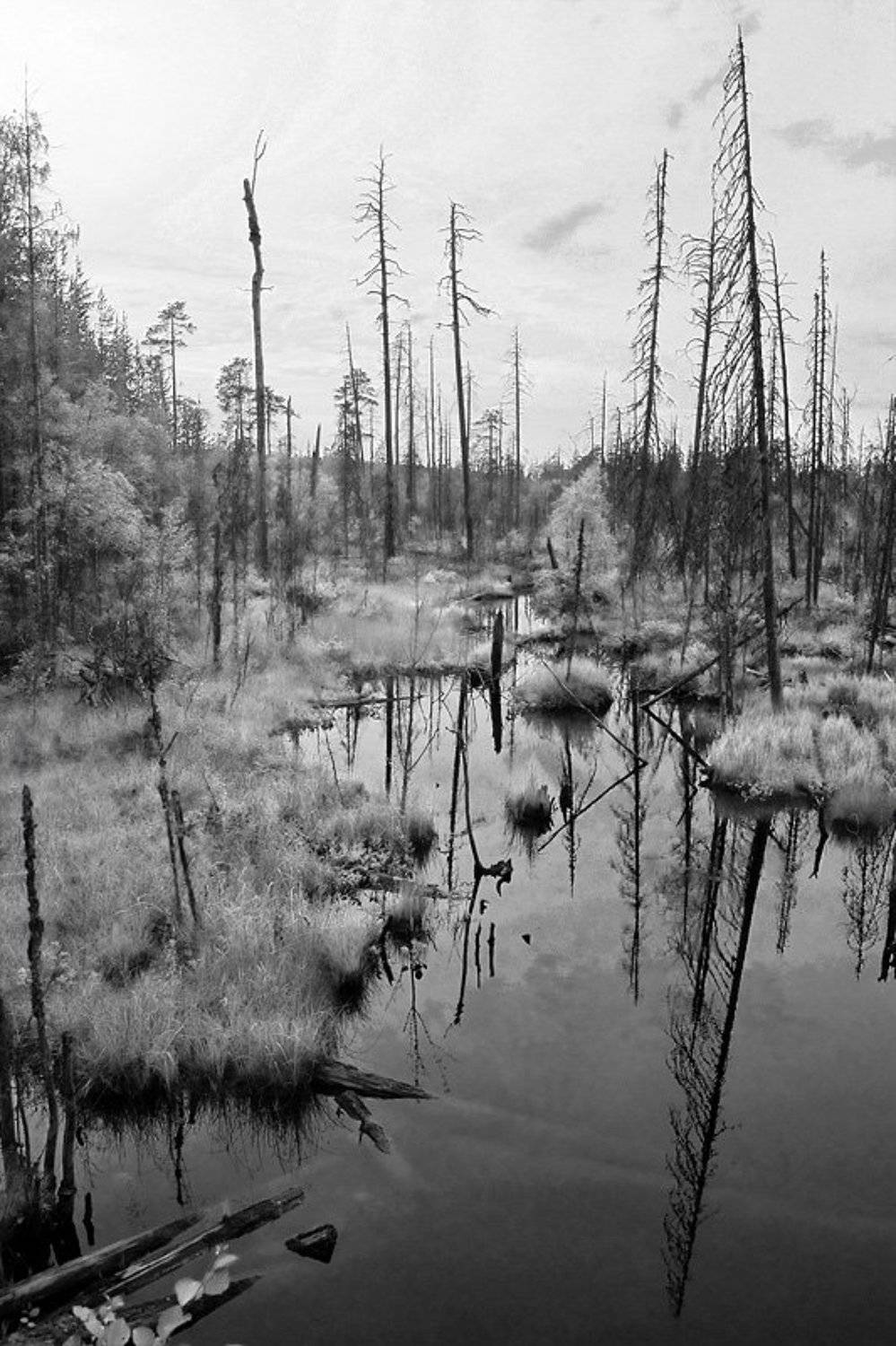 карелия, болото., senjor