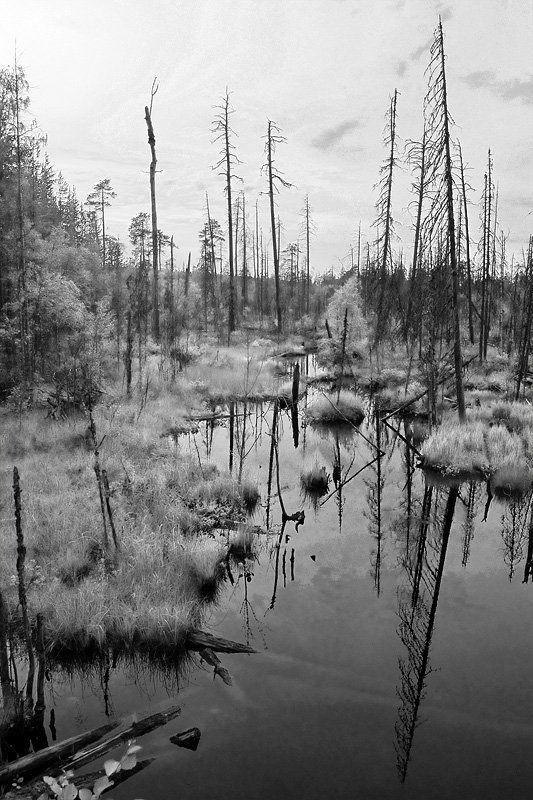 карелия, болото. Мёртвые души. фото превью