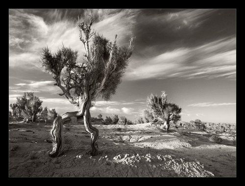 пробуждение Великана Саксаула на рассвете пятой ночи эзотерических странствий