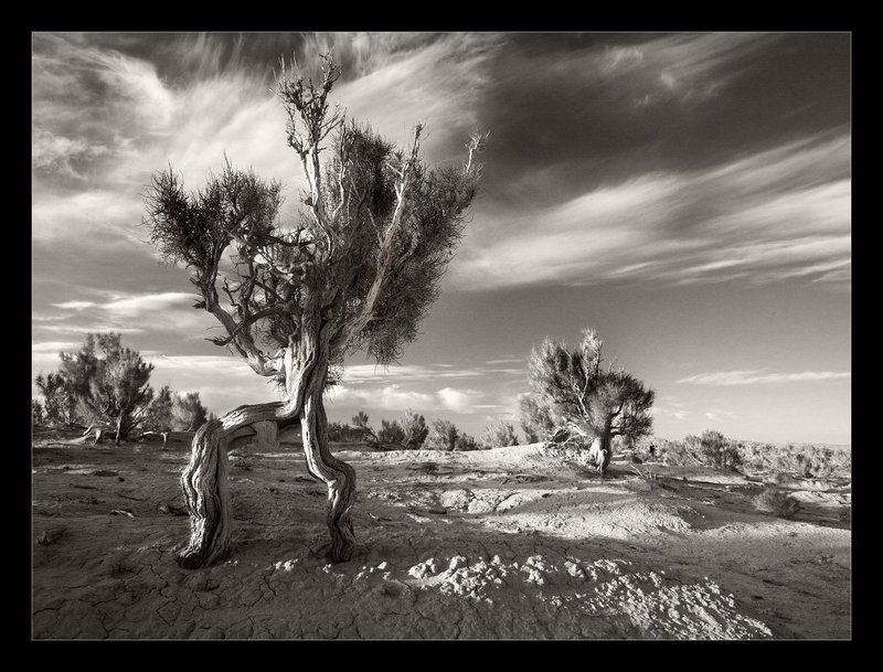 монголия, саксаулы, рассвет пробуждение Великана Саксаула на рассвете пятой ночи эзотерических странствий фото превью