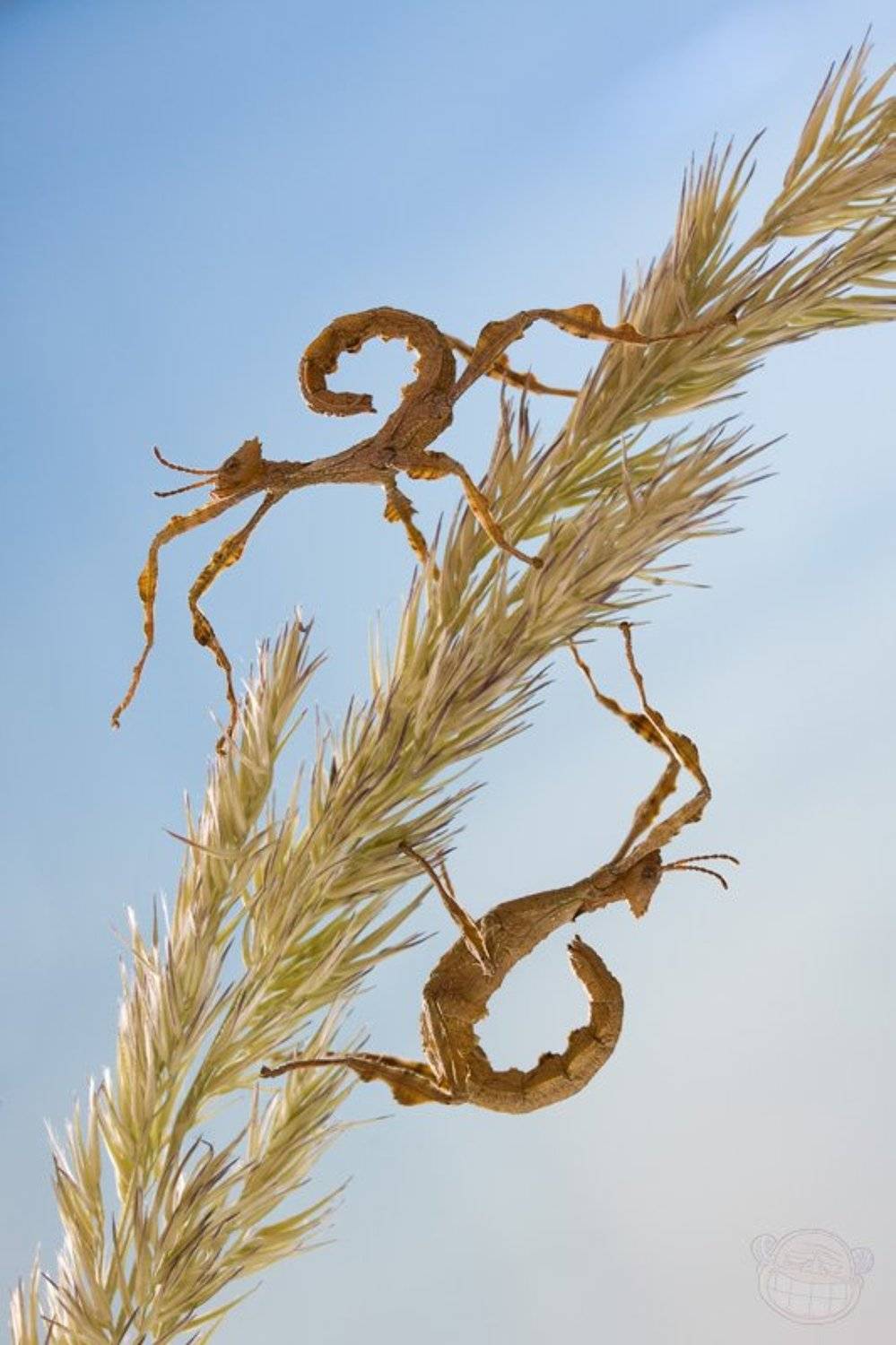 палочник, макро, extatosoma tiaratum, личинка, Amazon-san