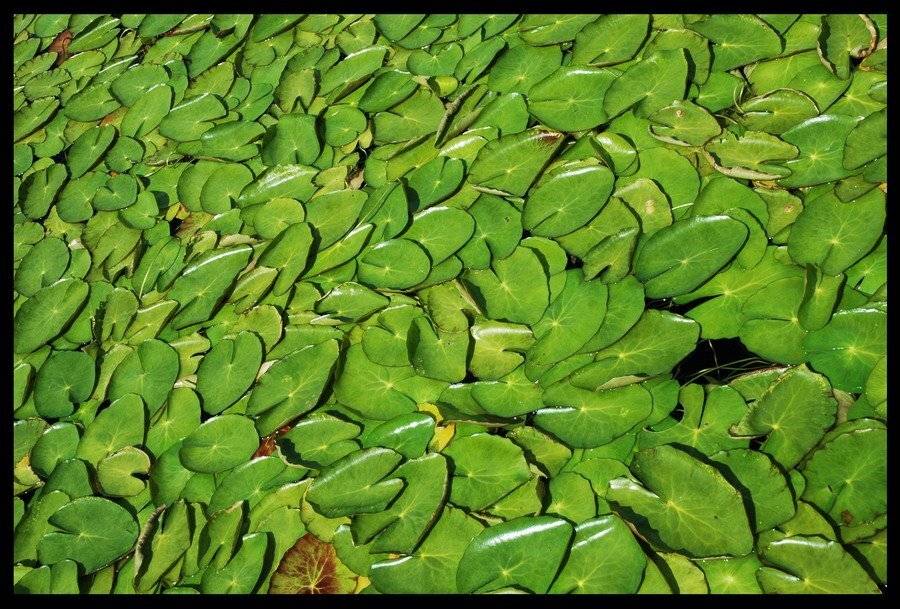 озеро, селигер, кувшинка, Дмитрий Г.