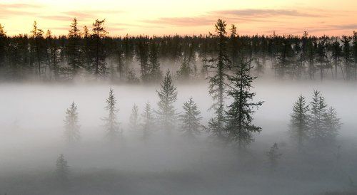 Утро туманное#2