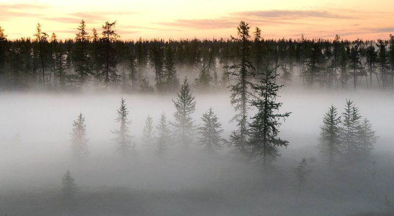 север, природа, туман, утро , пейзаж, Утро туманное#2 фото превью