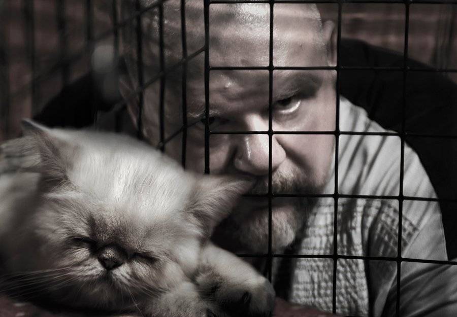 кот, клетка, спит, спокойно, Maxim_Shamota