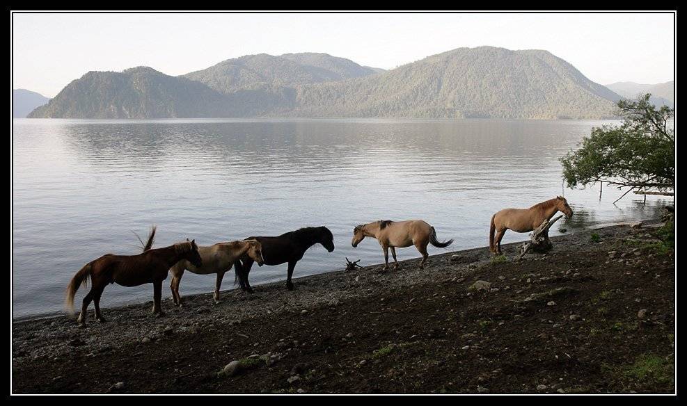 алтай, телецкое, озеро, утро, яйлю, Юрий Фролов