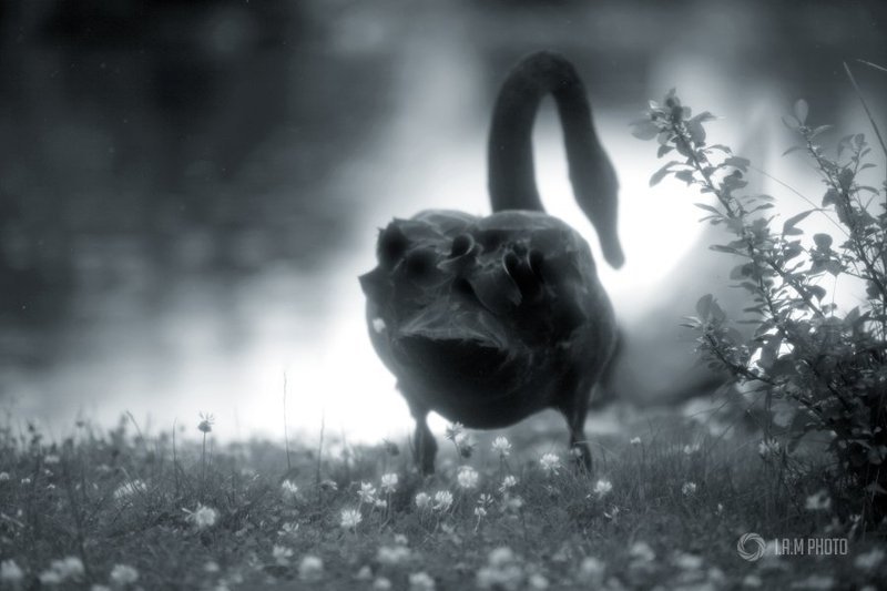 лебедь, чб Гадкий. фото превью