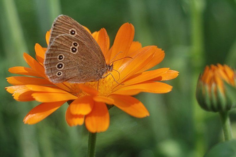 ... фото превью