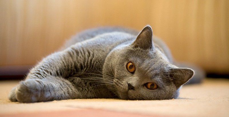 tipical British фото превью