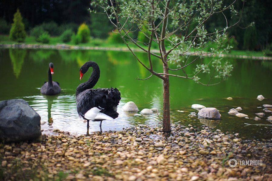 лебедь, озеро, Артём Саватеев