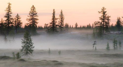 Утро туманное#3