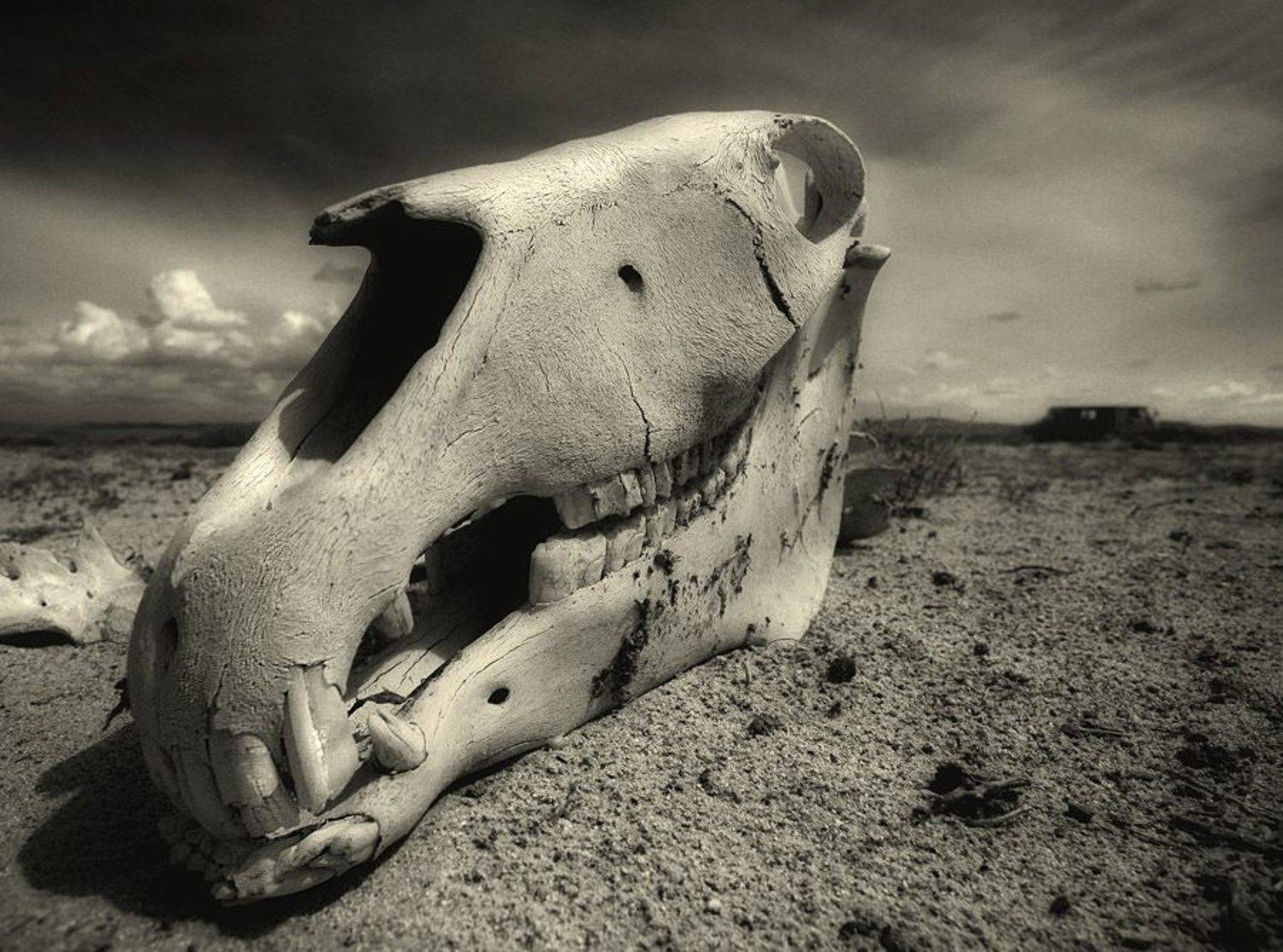 остов, череп, лошадь бывшая, Дмитрий Новак