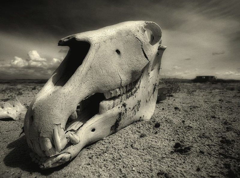 остов, череп, лошадь бывшая nature morte фото превью
