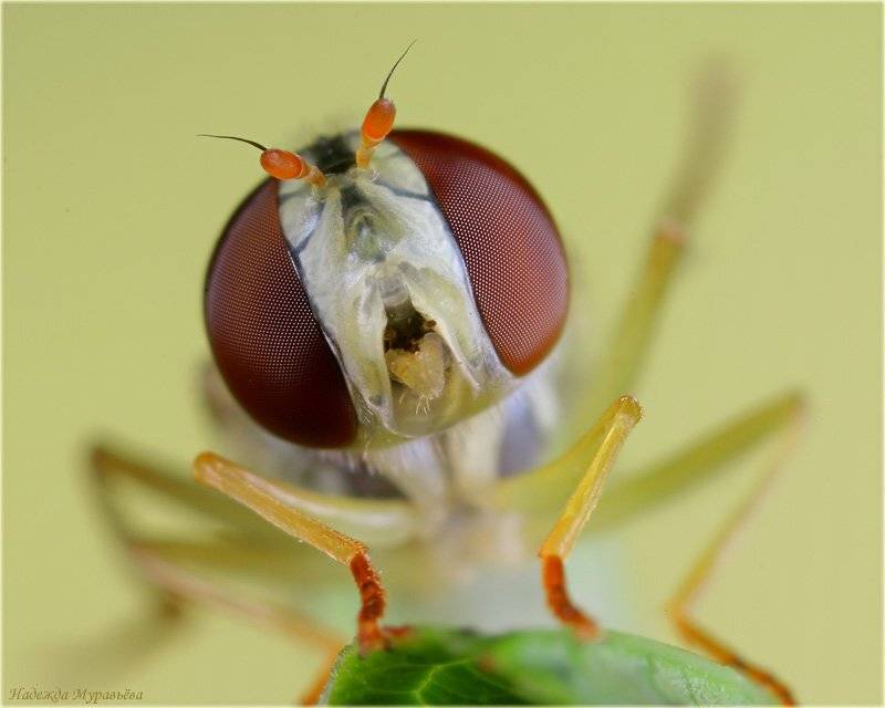 муха, Надежда Муравьёва