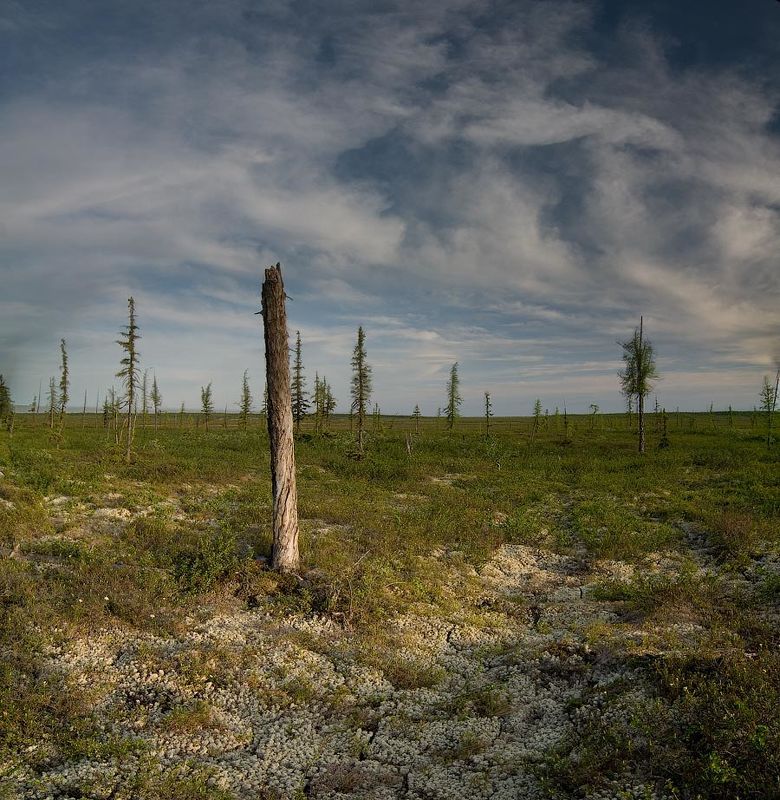 Тундра фото превью