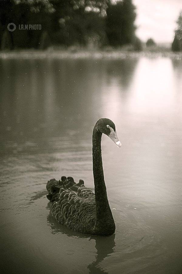 лебедь, озеро, Артём Саватеев
