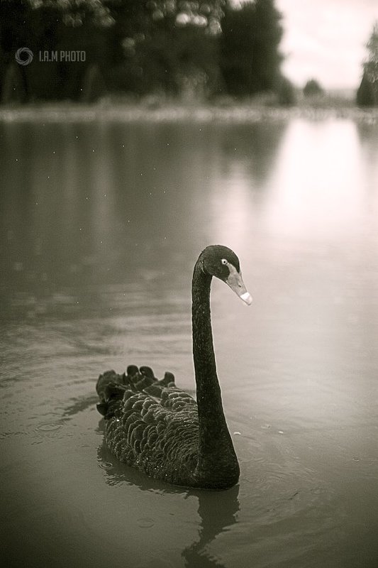 лебедь, озеро Царская птица фото превью