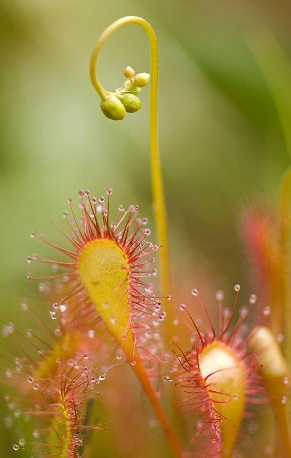 росянка, липучка, Юлия