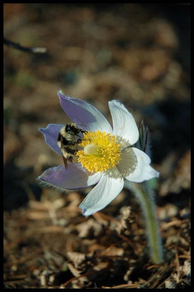 подснежник, цветок, чита, забайкалье, Дмитрий Г.