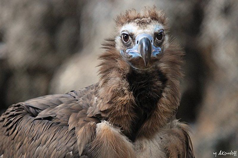 *** фото превью