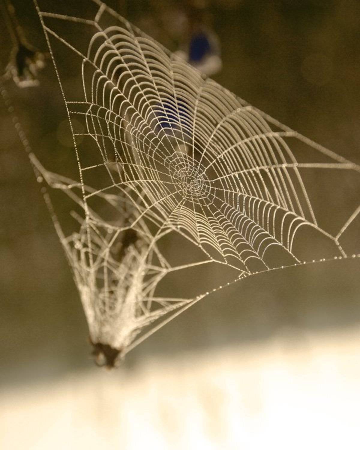 паутина, утро, Клёпа