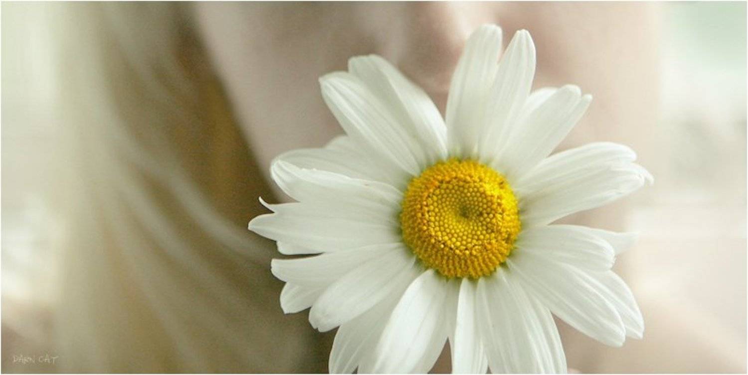 автопортрет, девушка, ромашка, настроение, молчание, Darn Cat