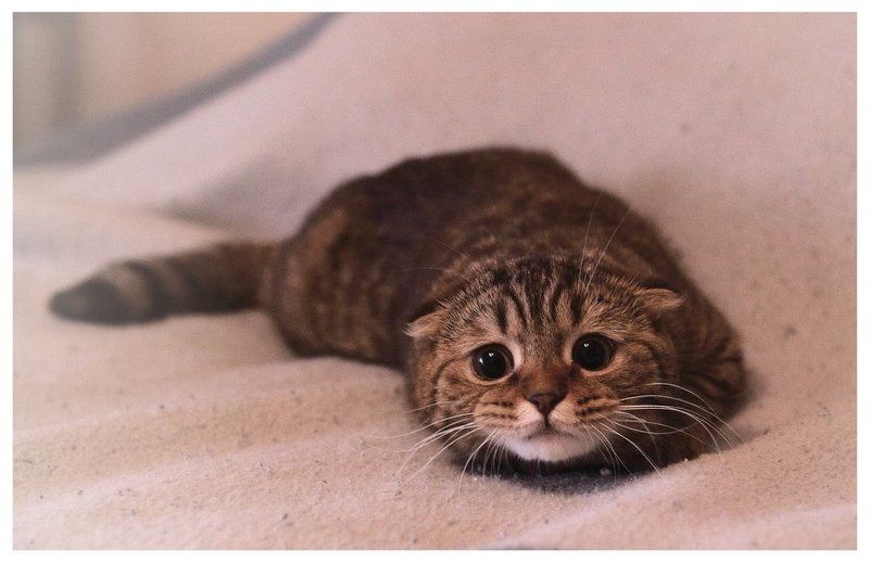 Охотница фото превью