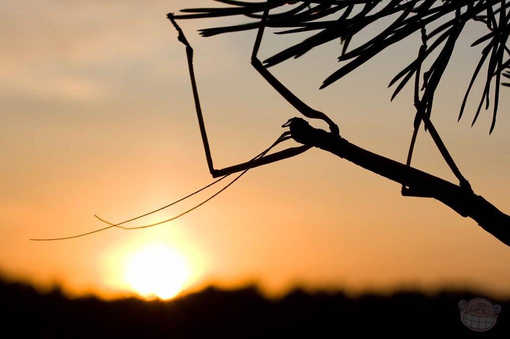 палочник, макро, закат, Amazon-san