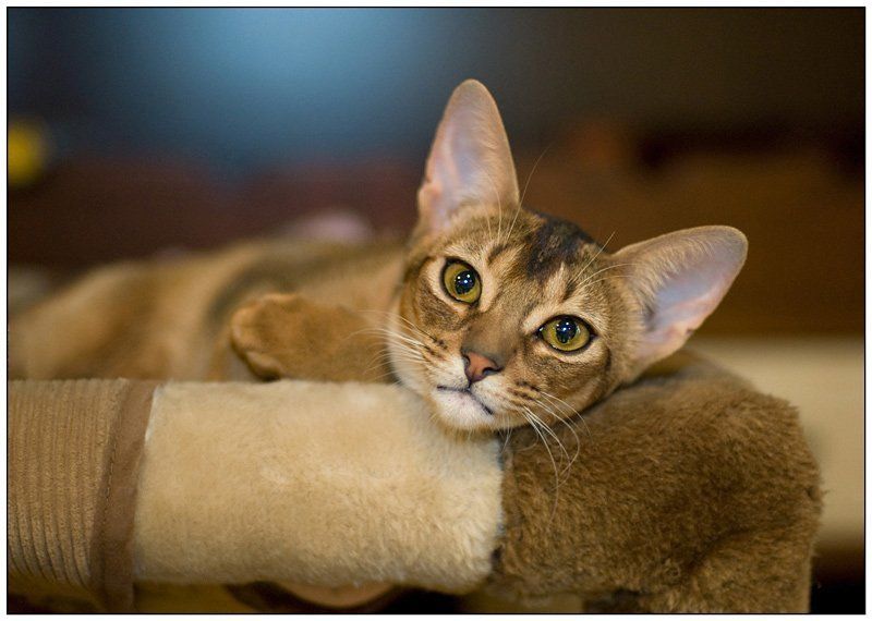 кошка *** фото превью