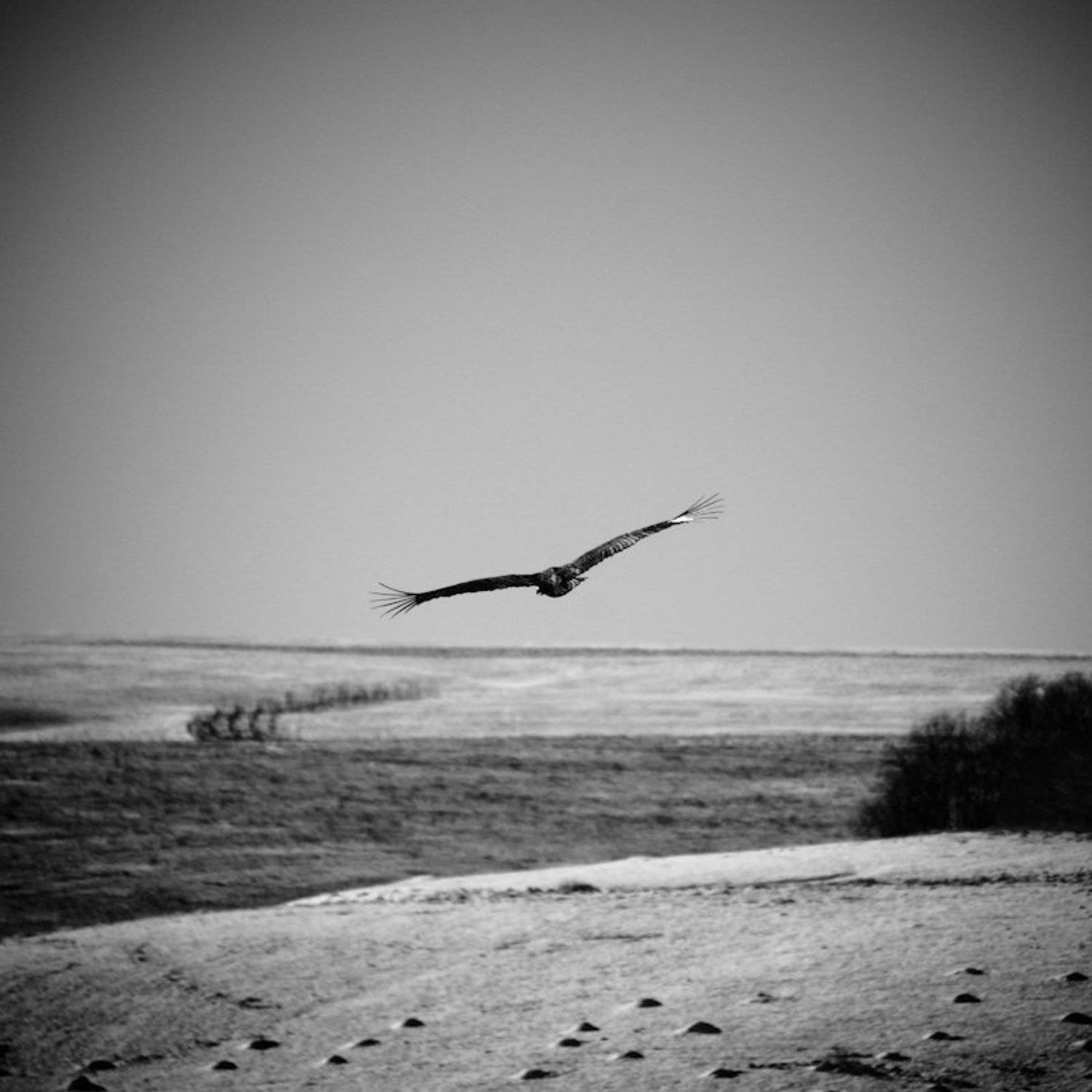 кавказ, Alexandr Shutov