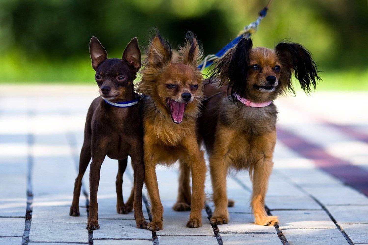 животные, собаки, Владимир Добриденев