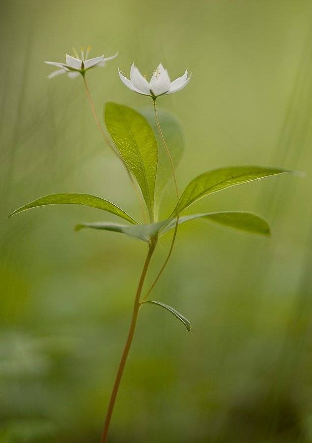 цветок, лес, Юлия
