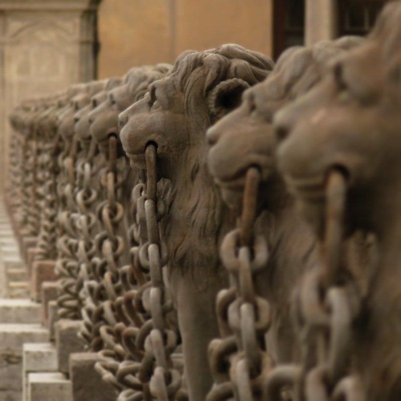 петербург Кошки фото превью