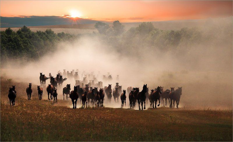 Топот... фото превью