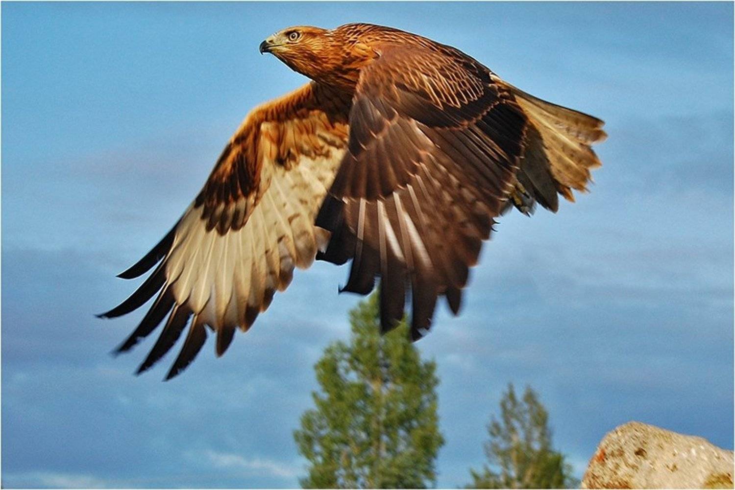 птица, хищник, канюк, полет, Срибный Евгений