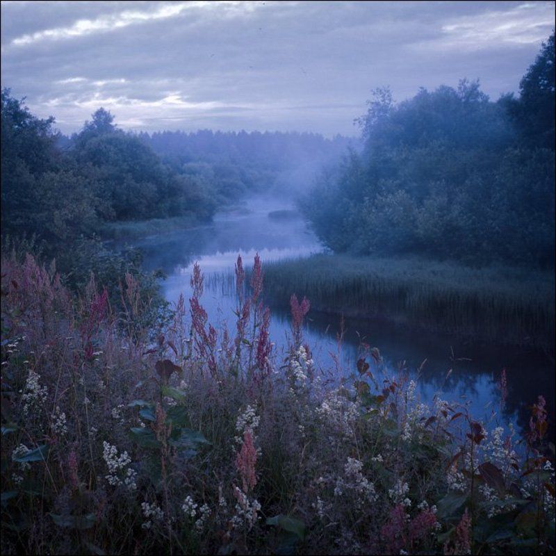 Летняя рассветная слайдовая картинка с конским щавелем у Званы в Шири фото превью
