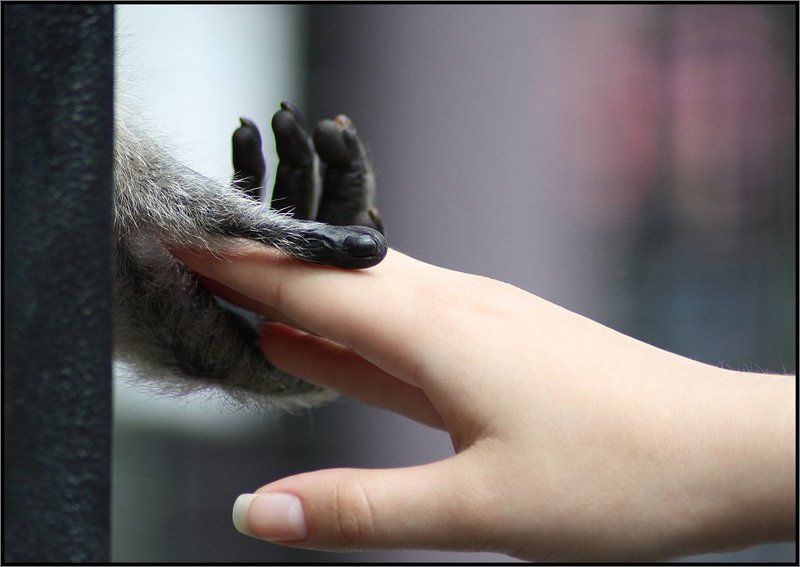 «МЫ В ОТВЕТЕ ЗА ТЕХ, КОГО ПРИРУЧИЛИ» фото превью