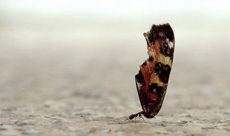 , Максим Юлдашев