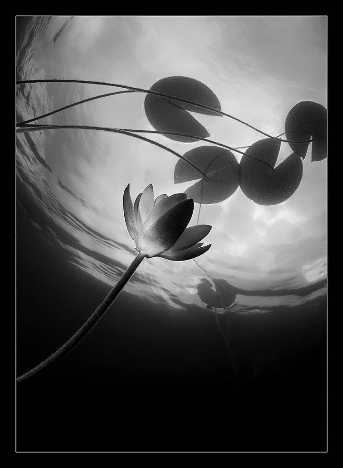 лилии, кувшинки, Нарчук Андрей